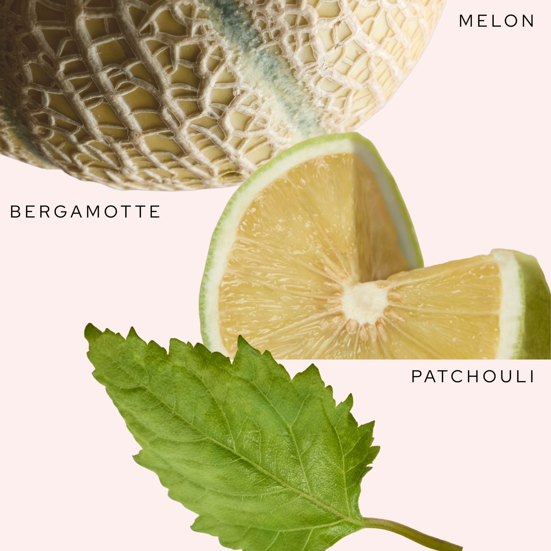 Notes olfactives du shampoing purifiant et rééquilibrant Démélé : bergamote fraîche, melon aqueux et patchouli boisé